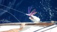 Barracuda Catch 1