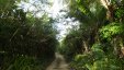 Jungle Road