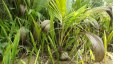 Coconut Palm Beginning