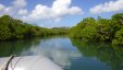 Exploring Mangroves