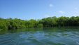 Fishin in the Mangroves