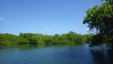 Mangrove River