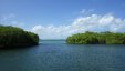 Mangrove Pond