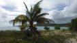 Palm View from Beach