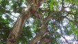 Iguana on Tree