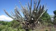 Large Cactus Tree Along the Path