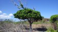 Tree on Rugged Shore