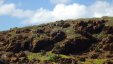 Cactuses on Rocky Hill