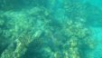 Colar Reef Underwater