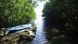 Quiet Mangroved Creek