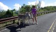 With Donkeys