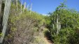 Buck Island Hiking Trail