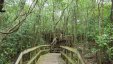 Stair Path in the Forest