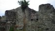 Treed on Ruins