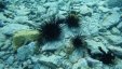 Sea Urchins