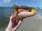 Conch