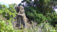 Rock In Trees