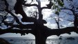 Tree Over Harbour