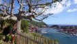 Overlooking Gustavia Under Tree