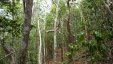 Jungle Along the Trail