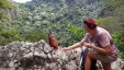 Feeding Rooster
