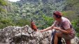 Feeding Rooster