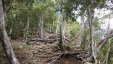 Tree Roots Along the Trail