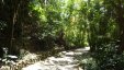 Stone Road in the Jungle