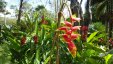 Flowers at Botancal Garden