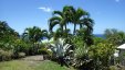 Tropical Neighbourhood Plants