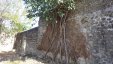 Tree Roots on Fort Josephine Wall