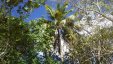 Island Vegetation Coconut Palm