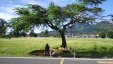 Roadside Vendor