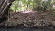 Tree Roots  Indian River Dominica