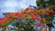 Flowering Tree