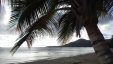 Ste Anne Beach Palm