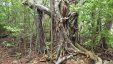 Rooted Tree Along the Trail Anse Caritan