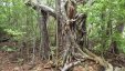 Rooted Tree Along the Trail Anse Caritan