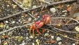 Red Hermit Crab