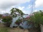 Marina View Near Flowering Tree