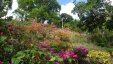 Flowers of Martinique