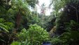 Diamond Botanical Gardents St Lucia