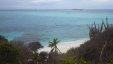 Beach Palm at Tobago Cays