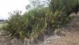 Cactuses Along the Road