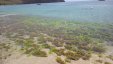 Seagrass Chatham Bay Union Island