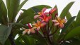 Tropial Tree Flower Grenada