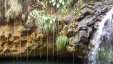 Hanging Tropical Plants at Waterfall