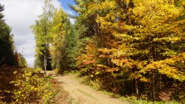 Fall at Cabin