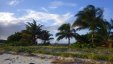 Palms at Sandy Island Grenada