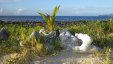 Growing Plant at Sandy Island Grenada